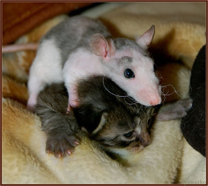rache-der-ratten.jpg