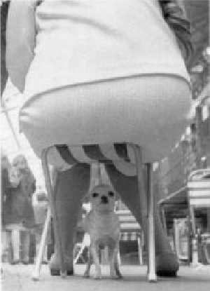dog.jpg