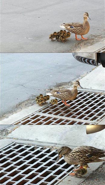 arme-ente.jpg