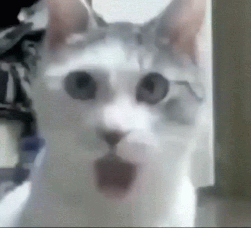 cat-impressed-cat-wow.gif